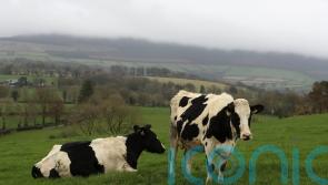 &lsquo;Significant&rsquo; price hikes faced by Irish dairy, meat and grain producers