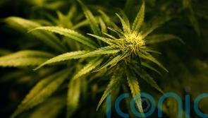 Cannabis worth 500,000 euro seized by gardai