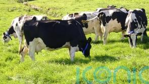 Politicians label 25% compromise on agriculture emissions as &lsquo;failure&rsquo;