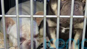 Police operation targeting animal smuggling seizes 57 puppies