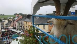 Wild mountain goat removed from cage at fair as temperatures soar