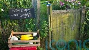 EXPLAINED: Ways to be less wasteful in the garden
