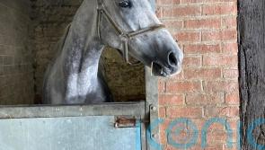 Buzz making excellent progress in return from serious injury