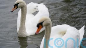 Poultry farmers told to keep flocks indoors amid rise in bird flu cases