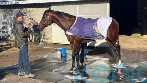 Ward banking on a Golden swansong for Pal