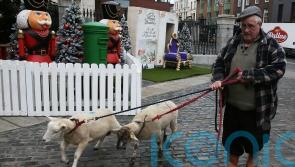 Live animal crib makes return at new location in Dublin