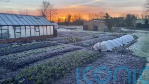 Weathering Winter: What to grow now on your vegetable patch this winter