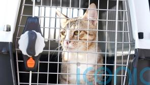 Football&rsquo;s not coming home after England World Cup exit but Dave the cat is