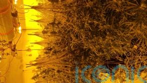 Cannabis seized during searches in Galway