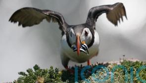 Puffin population may appear to be thriving, but more research needed, experts warn