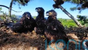 Conservationists welcome five new white-tailed eagle chicks in Clare