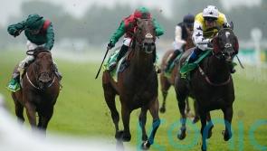 Cox Hopeful for Diligent Harry at Newmarket