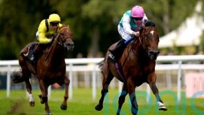 Nostrum taking Baaeed route in Thoroughbred Stakes