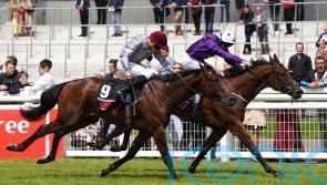 Hopes high as Bucanero Fuerte aims to plunder Phoenix prize