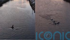 &lsquo;Amazing sight&rsquo; as pod of dolphins swim down Cork river at sunset