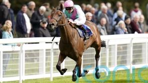 Bluestocking to stay in training after narrow Ascot defeat