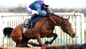 Staying stalwart Thyme Hill returns to action over hurdles