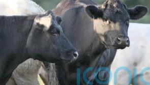 Irish beef exports to China suspended after case of BSE