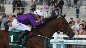 Connections thinking of direct Guineas route with Bucanero Fuerte