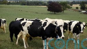 &lsquo;Urgent action needed&rsquo; over supply of veterinary medicines to Northern Ireland