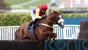 Gold Cup hero Native River sparkles in the showing ring