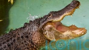 Alligator at Kilkenny zoo filmed stalking and lunging at camera