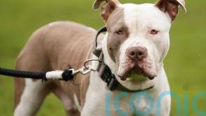 Sister of woman killed in dog attack says XL bully ban is not strict enough