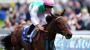 Arc victor Bluestocking retired to stud