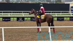 Yahagi has every faith Forever Young is ready for Classic battle