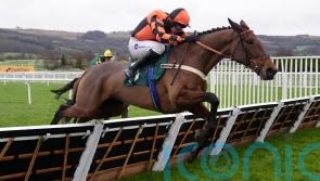Pauling hopeful Diva Luna will be on song at Cheltenham