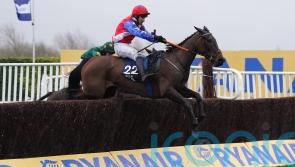 Angels Dawn on the hunt for more Cheltenham glory