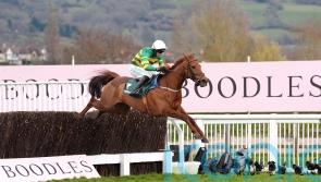 Fourth time lucky for Dinoblue at Cheltenham