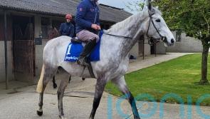 Gibney happy to handle Intense pressure of training National favourite