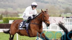 Cobden out to plunder another big prize for Mullins at Plumpton