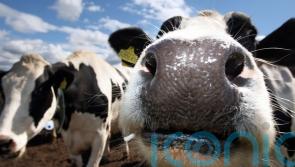 Withdrawal of critical veterinary medicines could have &lsquo;severe impact&rsquo; on NI