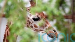Female giraffe arrives at safari park in bid to boost breeding programme