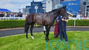 Albert Einstein looks very smart in winning debut at Naas