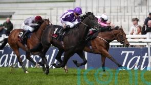 &lsquo;Very special&rsquo; Albert Einstein has all the answers at the Curragh