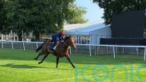 Satono Reve settling in well as Royal Ascot support continues