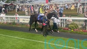 Royal Champion too good for Almaqam in York Stakes
