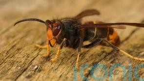 Asian hornet nest discovered in Cork city
