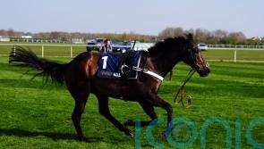 Henderson considering Flat run after Constitution Hill crashes out at Newcastle