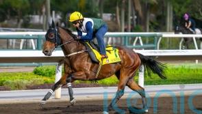 Low draw not expected to hamper formidable Ka Ying Rising