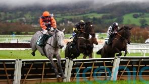 Cheltenham or Kelso for Kingston Queen