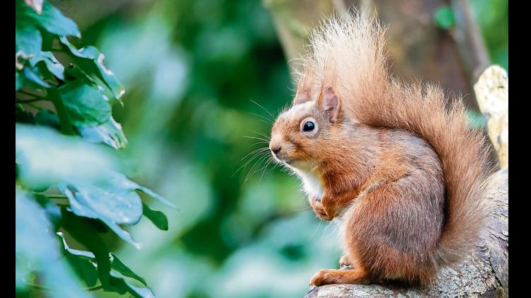 Green Limerick: Surveying woodland mammals