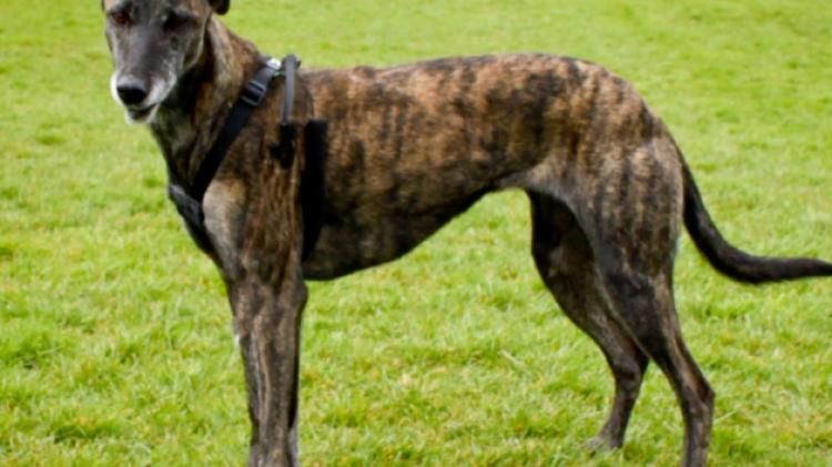 'A seasonal scourge': Man in court for lurcher dog hunting in Limerick village
