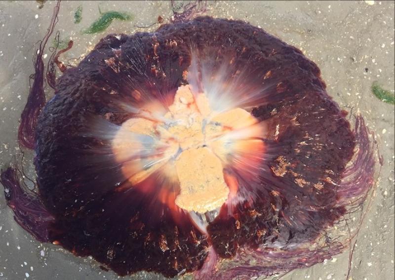 Dangerous Lion's Mane jellyfish found on local beach