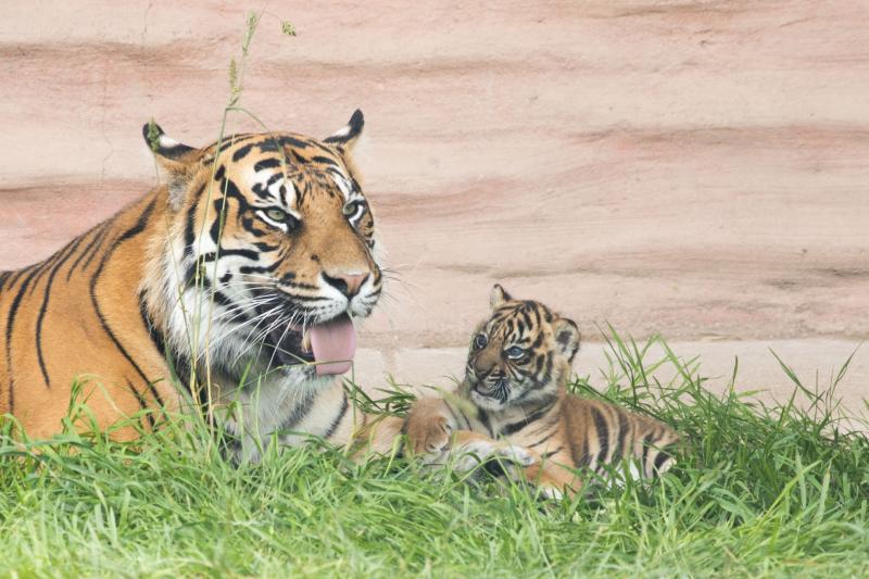 ALERT: Fota Wildlife Park warns visitors to cancel bank cards following cyber attack