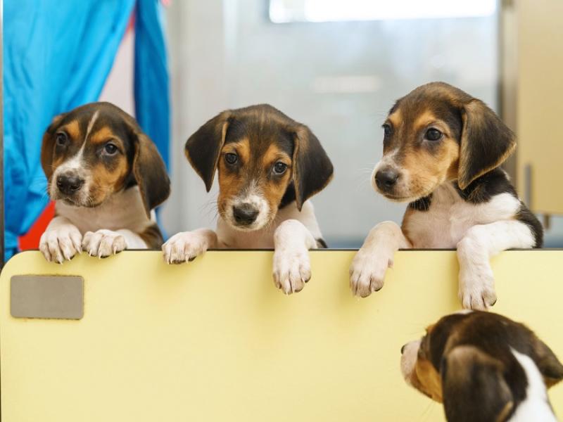 Ban of electric shock collars for pets gets the go-ahead by government