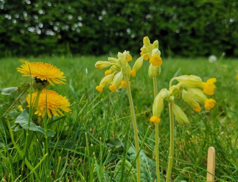 Ten new biodiversity officers will have 'enormous impact' on nature - Noonan